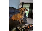 Adopt Violet a Brown/Chocolate Dachshund / Jack Russell Terrier / Mixed dog in