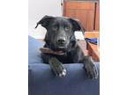 Adopt Duke a Black German Shepherd Dog / Labrador Retriever / Mixed dog in