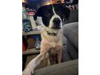 Adopt Diesel a White - with Black Brittany / Spaniel (Unknown Type) / Mixed dog