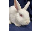 Adopt Blue a Albino or Red-Eyed White Dwarf / Mixed (short coat) rabbit in