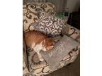 Adopt P.J. a Orange or Red Tabby Tabby / Mixed (medium coat) cat in