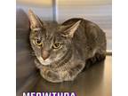 Adopt Meowthra a Gray, Blue or Silver Tabby Domestic Shorthair cat in
