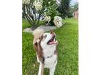 Adopt Smokey a White - with Red, Golden, Orange or Chestnut Husky / Mixed dog in