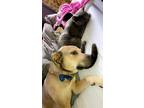 Adopt Winnie and Mila a Tan/Yellow/Fawn - with Black Labrador Retriever / Boxer