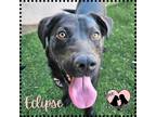 Adopt Eclipse a Black Labrador Retriever / Mixed dog in Gilbert, AZ (41224766)
