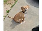 Adopt Dakota a Tan/Yellow/Fawn - with White Bull Terrier / Mixed dog in Winston