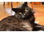 Adopt Rhi Rhi (Rhiannon) a All Black Domestic Longhair / Mixed (long coat) cat