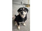 Adopt Koda a Black - with Tan, Yellow or Fawn Goberian / Mixed dog in Saint