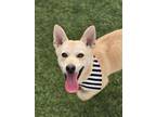 Adopt Charlie a Brown/Chocolate - with White Corgi / Mixed dog in Calgary