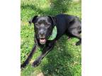 Adopt Prada a Black Pit Bull Terrier / Mixed dog in Broken Arrow, OK (39512067)