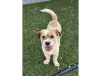 Adopt Bokgil a White - with Tan, Yellow or Fawn Jack Russell Terrier / Mixed dog