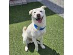Adopt Ttori a White - with Tan, Yellow or Fawn Jindo / Mixed dog in Calgary