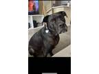 Adopt Seven a Black Labrador Retriever / Mixed Breed (Large) / Mixed dog in