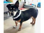 Adopt Heukdang a Black - with White Dachshund / Corgi / Mixed dog in Calgary