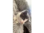 Adopt Tamika a Gray or Blue (Mostly) Domestic Shorthair / Mixed (short coat) cat