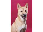 Adopt Danpoong a Brown/Chocolate - with White Jindo / Mixed dog in Calgary