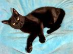 Adopt Betsy Ross a All Black Domestic Shorthair / Mixed (short coat) cat in