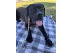 Adopt Chunk a Black - with Tan, Yellow or Fawn Cane Corso / Mixed dog in North