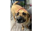Adopt Hubbard a Tan/Yellow/Fawn - with White Mixed Breed (Medium) / Mixed dog in