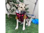 Adopt SASHA a Tan/Yellow/Fawn - with Black Shepherd (Unknown Type) / Mixed dog