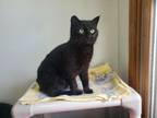 Adopt Bobby-Jo a Domestic Shorthair cat in Cortland, NY (41346619)