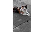 Adopt Patches a Calico or Dilute Calico Calico / Mixed (short coat) cat in