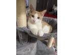 Adopt Poppy a Orange or Red (Mostly) Domestic Shorthair / Mixed (short coat) cat