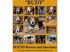 Adopt Rudy a Tricolor (Tan/Brown & Black & White) Beagle / Mixed dog in Findlay