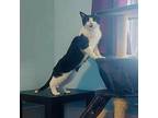 Adopt HOULIMI a All Black Domestic Shorthair / Domestic Shorthair / Mixed cat in