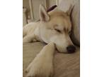 Adopt Sho a White - with Red, Golden, Orange or Chestnut Husky / Mixed dog in