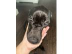 Adopt Casper a Black American Staffordshire Terrier / Mixed dog in Houston