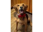 Adopt Luigi a Tricolor (Tan/Brown & Black & White) Hound (Unknown Type) / Mixed