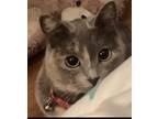 Adopt Mazekeen a Gray or Blue Domestic Shorthair / Mixed (short coat) cat in