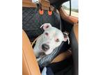 Adopt Birdy a White American Pit Bull Terrier dog in Portland, OR (41197639)