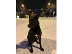 Adopt Willow a Black - with White German Shepherd Dog / Mixed dog in Orange