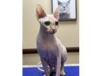 Adopt Pickle a Orange or Red Sphynx / Mixed (hairless coat) cat in Westland