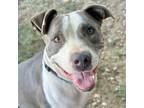 Adopt Galley a Gray/Blue/Silver/Salt & Pepper American Pit Bull Terrier /