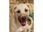 Adopt Ola a Tan/Yellow/Fawn Great Pyrenees / Labrador Retriever / Mixed dog in