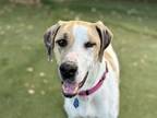 Adopt Cozy a Tan/Yellow/Fawn Coonhound / Hound (Unknown Type) / Mixed dog in