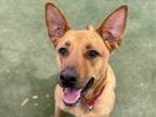 Adopt Bella a Tan/Yellow/Fawn American Pit Bull Terrier / Mixed dog in Phoenix