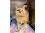 Adopt Tiberious (Petsmart) a Orange or Red Domestic Shorthair / Mixed Breed