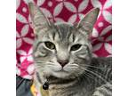 Adopt Dana a Gray or Blue Domestic Shorthair / Domestic Shorthair / Mixed cat in
