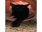 Adopt STORM a All Black Domestic Shorthair / Domestic Shorthair / Mixed cat in