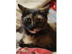 Adopt sophia a Tortoiseshell Domestic Shorthair / Mixed (short coat) cat in