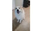 Adopt Sadie a White Great Pyrenees / Mixed dog in Las Vegas, NV (41349973)