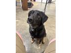 Adopt Lola a Black Retriever (Unknown Type) / German Shepherd Dog / Mixed dog in