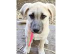 Adopt Otta a Tan/Yellow/Fawn Great Pyrenees / Labrador Retriever / Mixed dog in