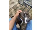 Adopt Taco a Brindle Cane Corso / American Pit Bull Terrier / Mixed dog in Upper