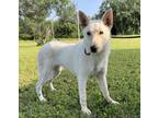 Adopt Shera a White Siberian Husky / German Shepherd Dog / Mixed dog in haslet