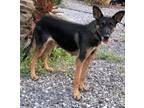 Adopt Hannah a Black - with Tan, Yellow or Fawn German Shepherd Dog / Mixed dog